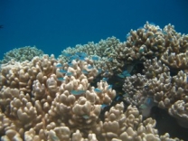 Coral formation and variety around the Eratap resort is superb