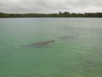 You will surely be delighted to see Dugong near Eratap jetty